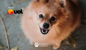 reconhecer as reações e sentimentos do seu cachorro