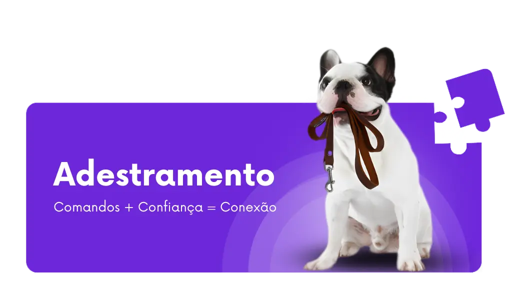 adestramento de cães